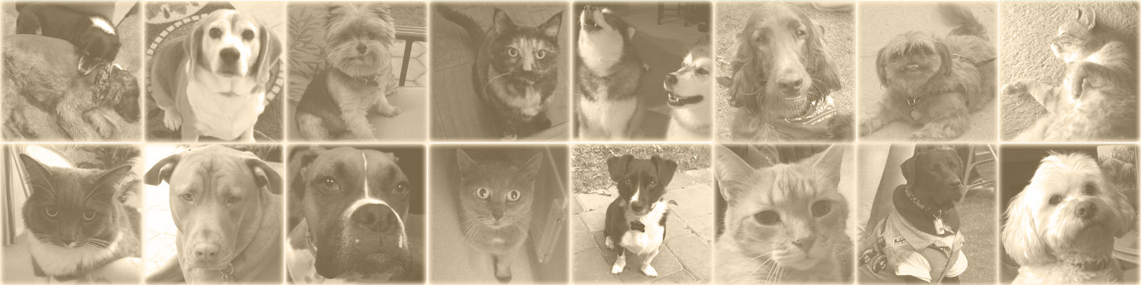 buying a home with pets